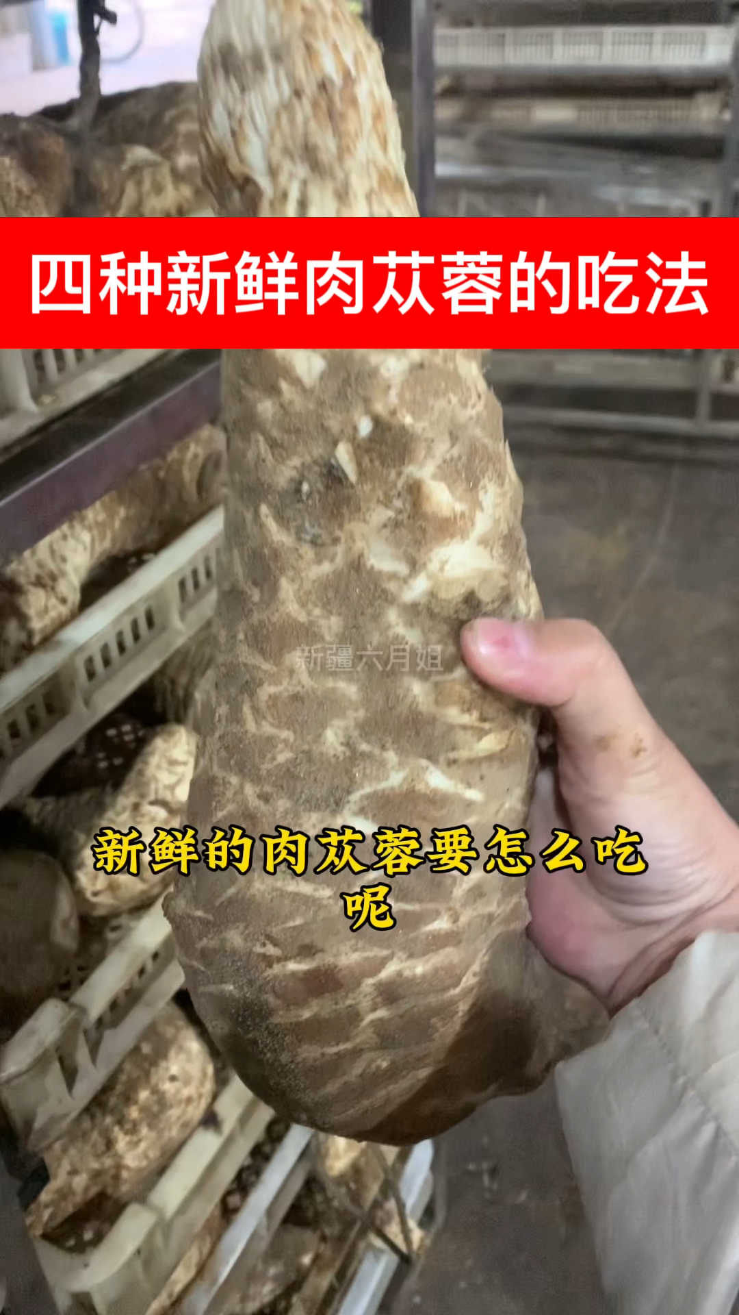分享四种新鲜肉苁蓉的吃法
