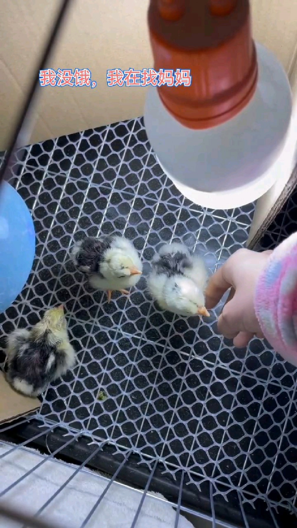 小小贵妃鸡:我没饿,我在找妈妈