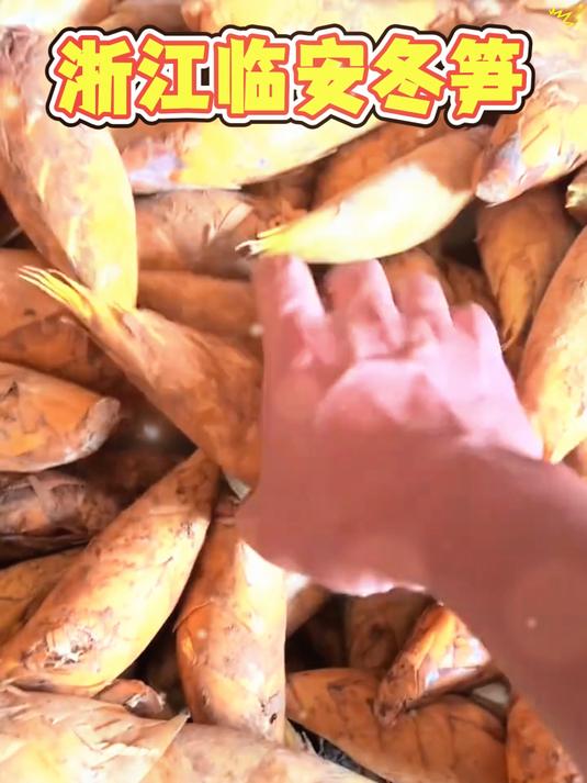 临安冬笋品质佳，白嫩饱满纤维细，清爽不腻超解馋！