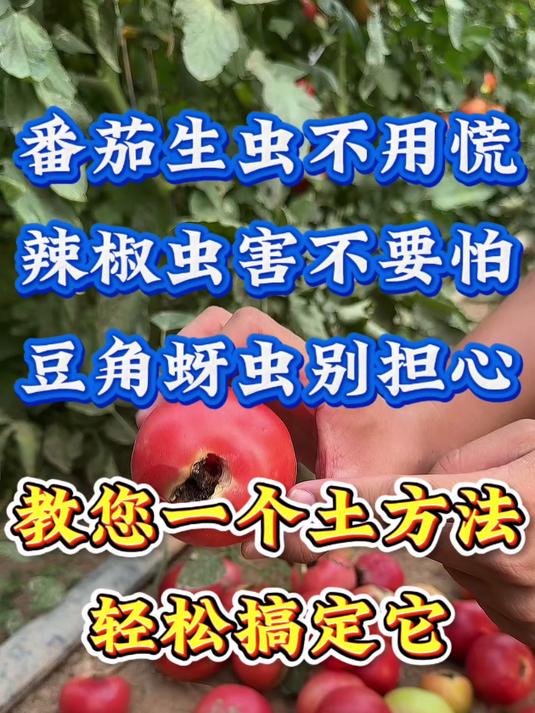 蔬菜虫害不用怕一个土方轻松搞定
