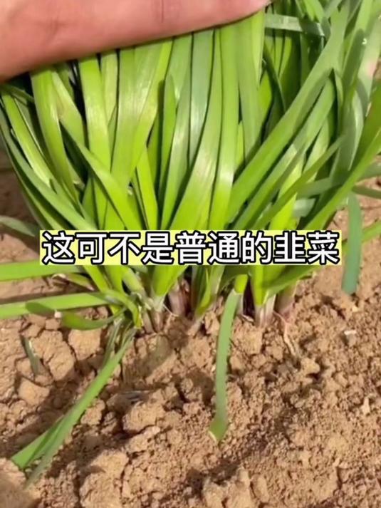 红根韭菜根,割完三天冒新芽,煎蛋饼金黄翠绿馋哭邻居