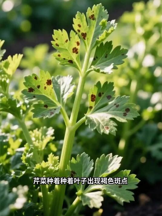 芹菜斑枯病生态防控，百菌清加通风排湿