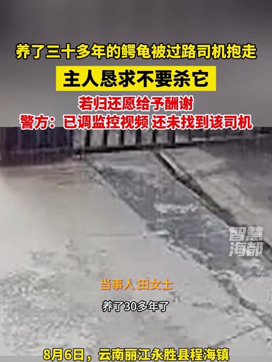 养了三十多年的鳄龟被过路司机抱走，主人恳求不要杀它，若归还愿给予报酬！警方已介入