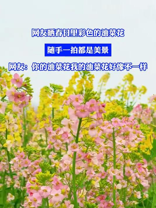 #花满春城我代言#网友晒春日里彩色的油菜花,随手一拍都是美景,网友:你的油菜花我的油菜花好