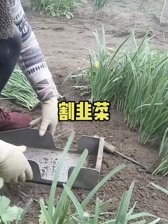 原来割韭菜还有专门的工具