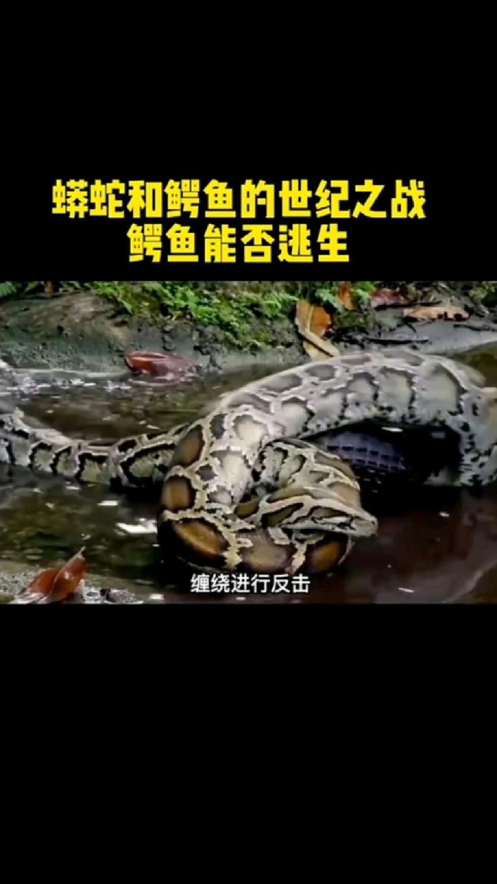 蟒蛇和鳄鱼的世界之战,鳄鱼能否逃生?