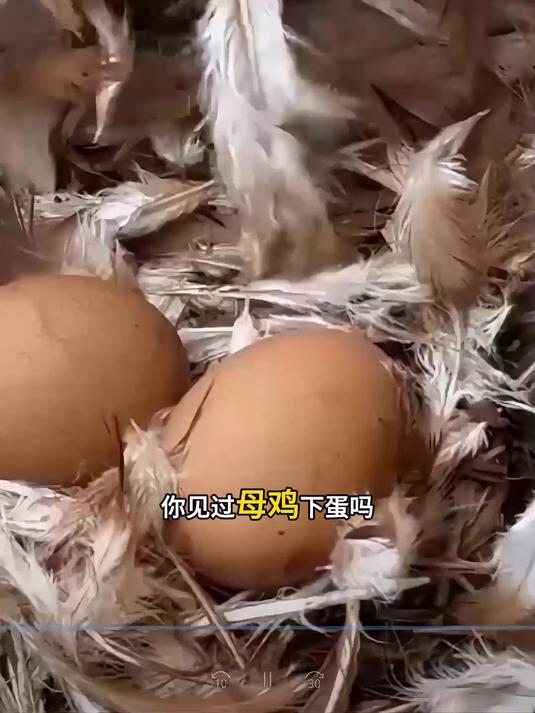 你见过母鸡下蛋吗
