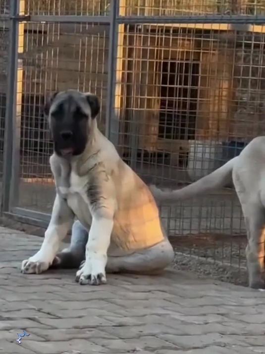 猫犬专用骨骼·关节营养补充剂!鲨鱼软骨素钙片200粒