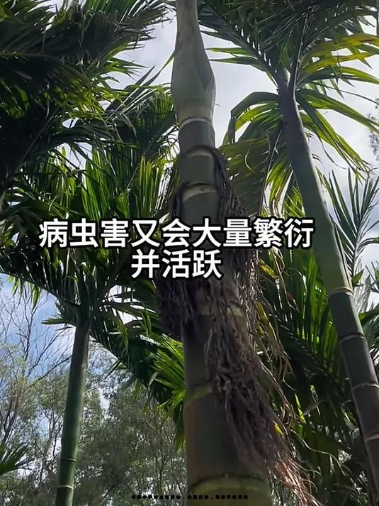 槟榔冬季病虫害防治,全面方案,助您种植无忧!