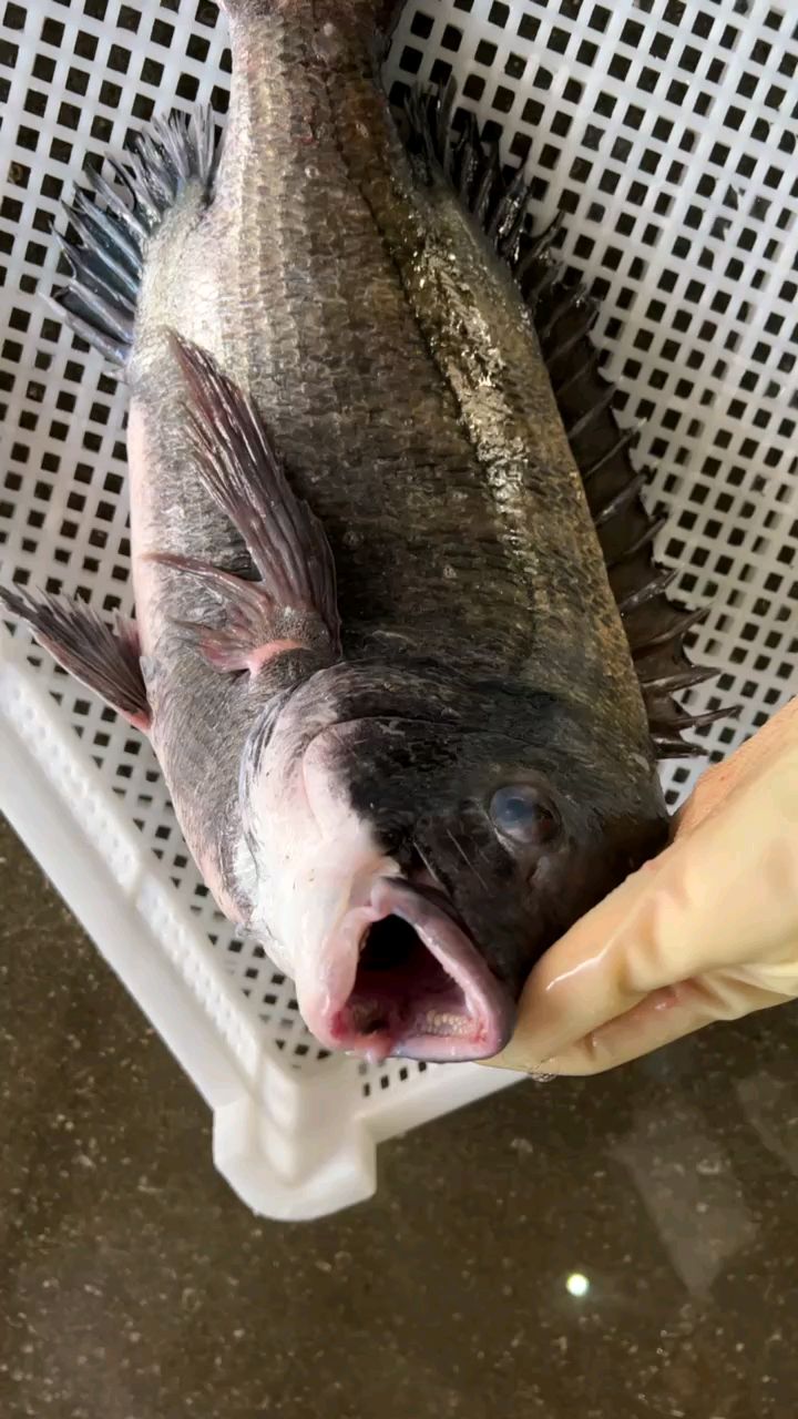 海钓野大黑鲷鱼黑翅鱼刺身海鱼|东山岛海鲜