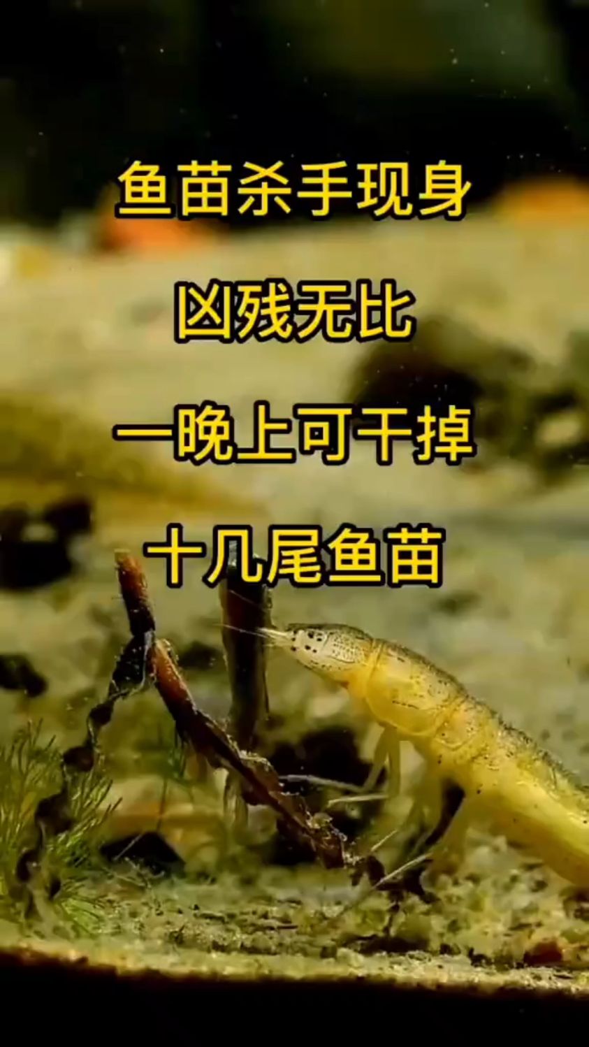 我看着像皮皮虾,直接起锅烧油吧