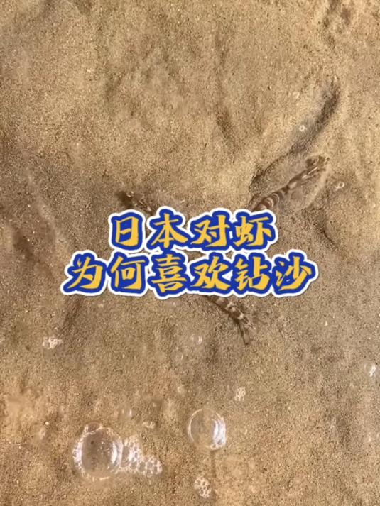 日本对虾,为何喜欢钻沙?今天就跟您分享!