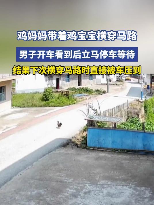 鸡妈妈带着鸡宝宝横穿马路,男子开车看到后立马停车等待