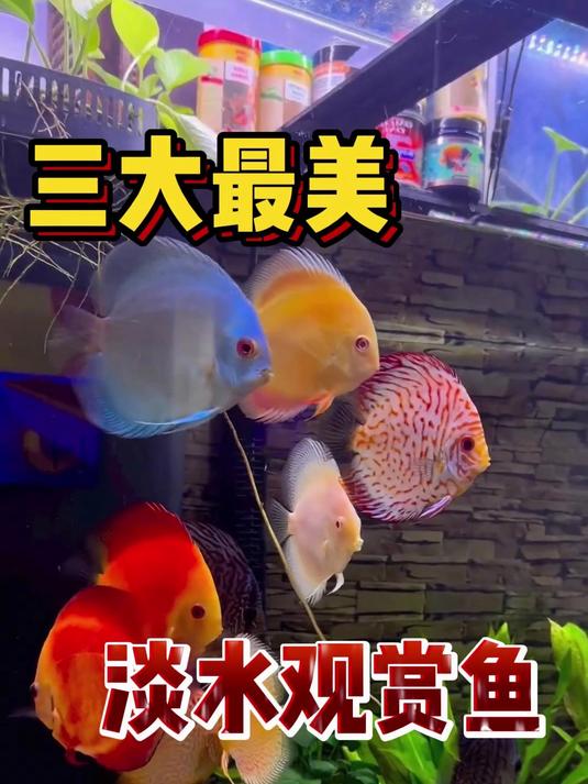 三大最美淡水观赏鱼