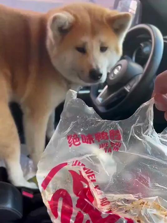 把我一袋绝味鸭脖都吃了,不怕辣吗