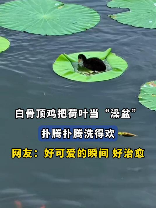 白骨顶鸡把荷叶当“澡盆”,扑腾扑腾洗得欢