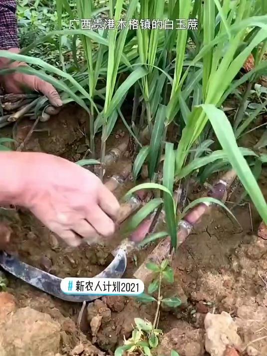 甘蔗种植
