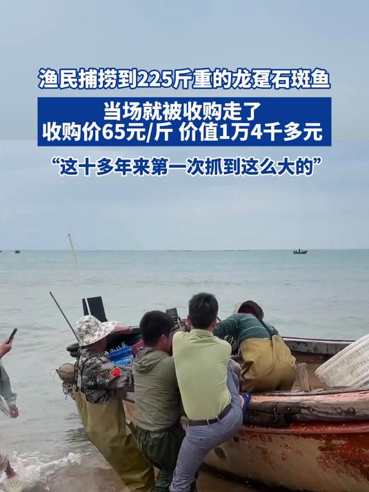 渔民捕捞到225斤重的龙趸石斑鱼 当场就被收购走了