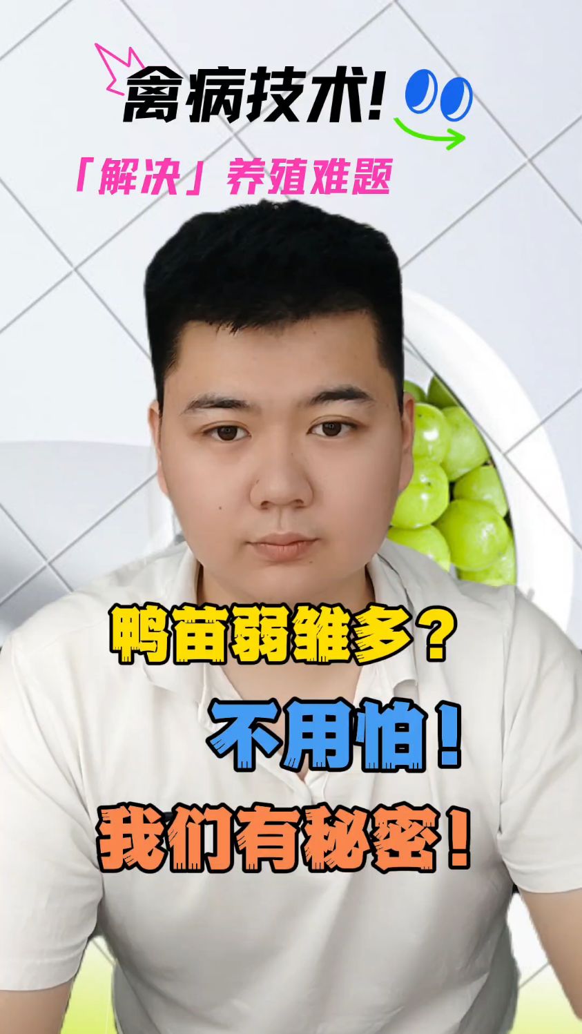 怎样养鸭子成活率更高鸭子怎么养殖成活率高鸭子怎么喂成活率高小鸭子怎么养成活率才大