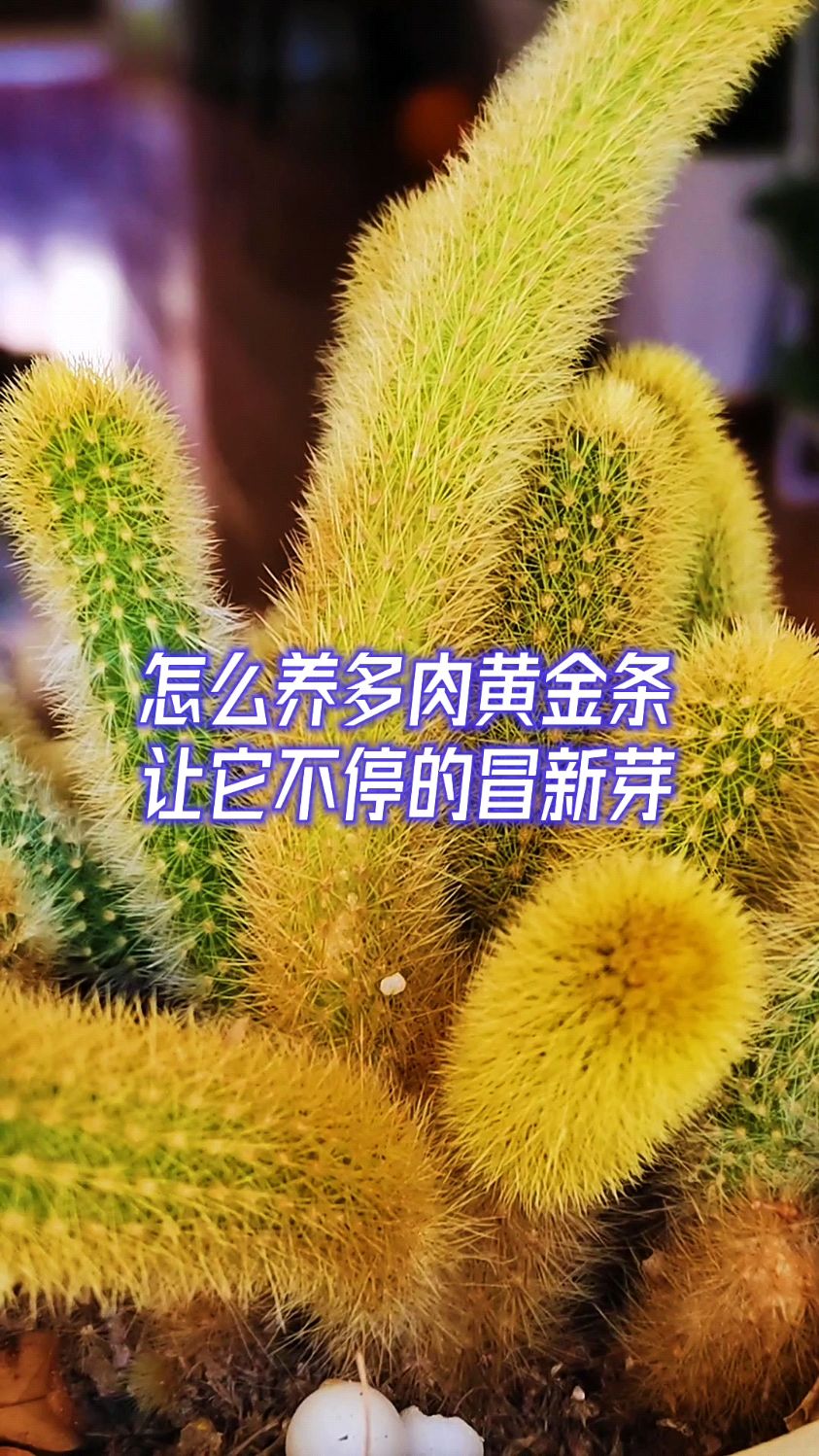 怎么养多肉黄金条,让它不停的冒新芽?