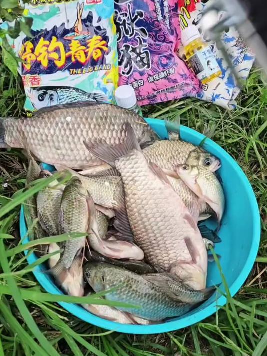 去钓鲫鱼鲤鱼草鱼鳊鱼青鱼鲮鱼罗非黄辣丁的话咱们这一套混合饵料