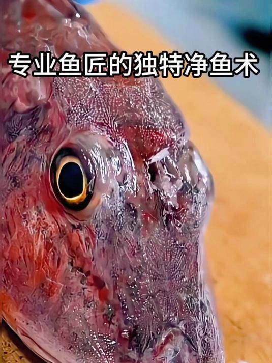 专业鱼匠的独特净鱼术