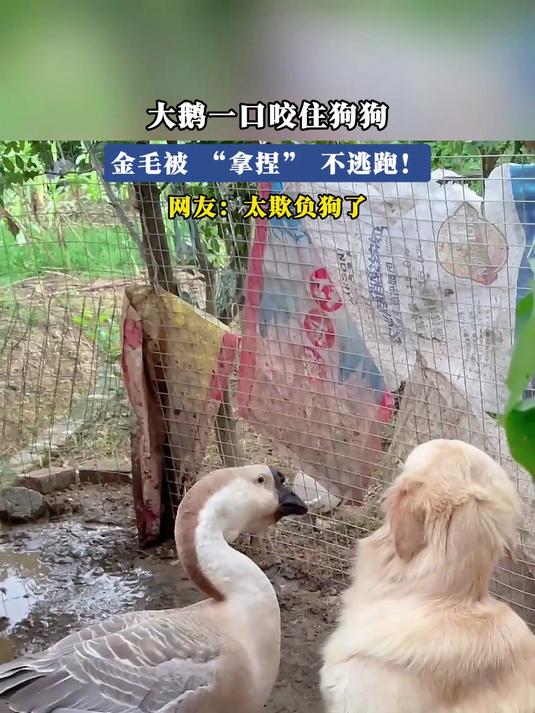 大鹅一口咬住狗狗，金毛被 “拿捏” 不逃跑！网友：太欺负狗了