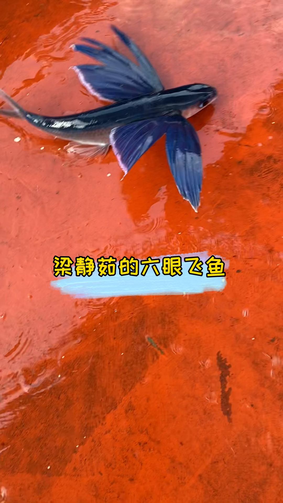 原来六眼飞鱼是梁静茹的