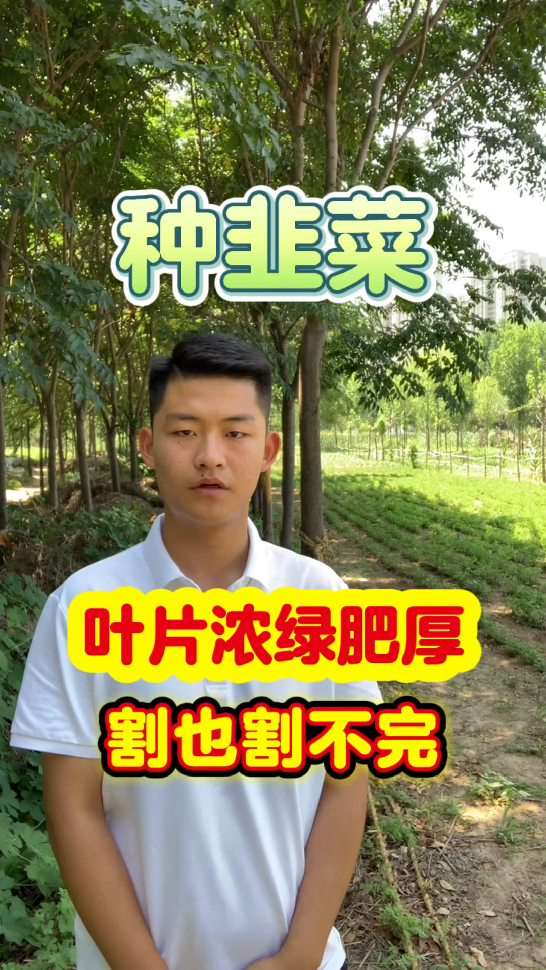 用鸡蛋壳种韭菜,韭菜茎干粗壮叶片浓绿肥厚越割越粗壮