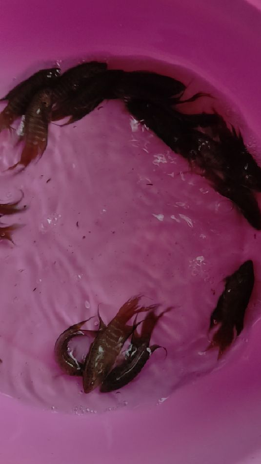 超好看的普叉斗鱼,有想要的吗?