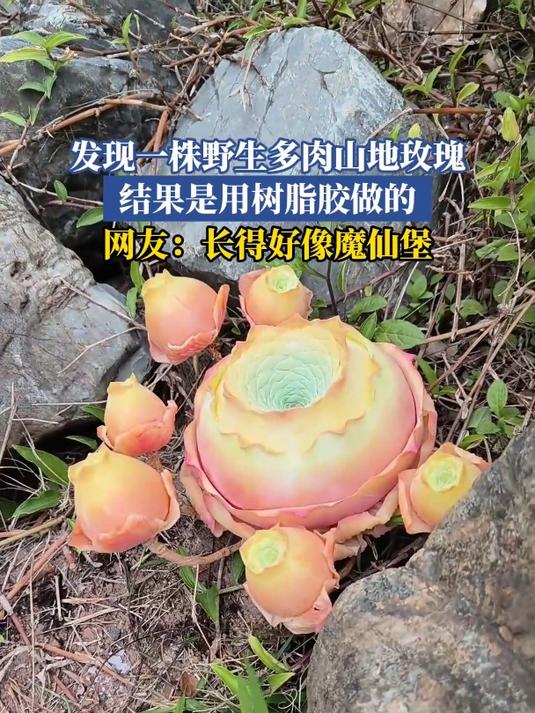 发现一株野生多肉山地玫瑰,结果是用树脂胶做的
