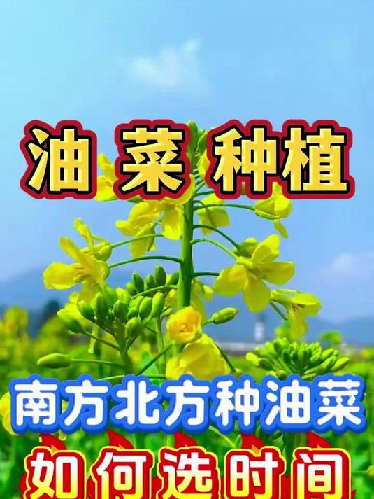 0923油菜种植南北方时间