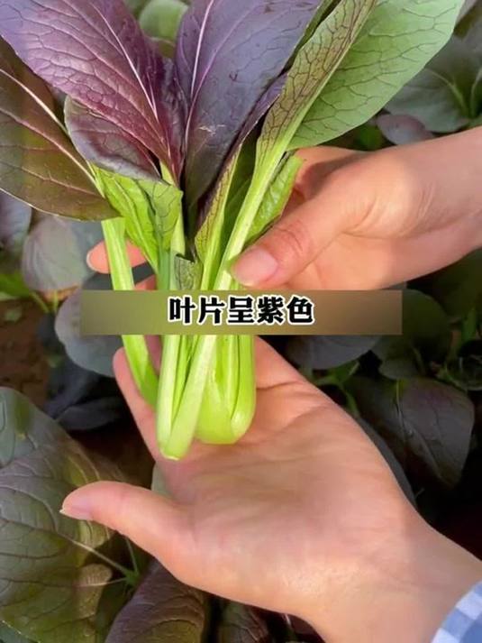 阳台小院种啥好?紫罗兰油菜,天冷也能长!