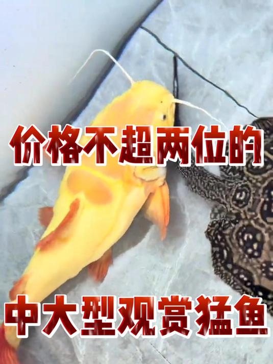 盘点价格不超两位数的中大型观赏猛鱼