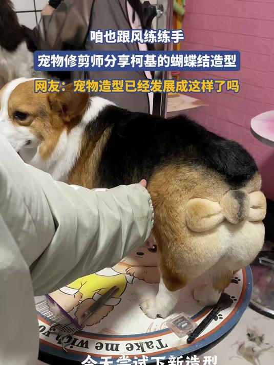 咱也跟风练练手,宠物修剪师分享柯基的蝴蝶结造型