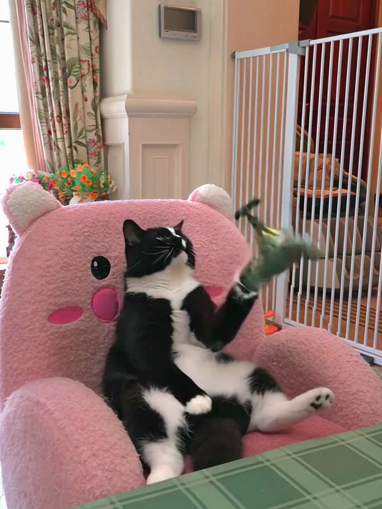 猫咪自制鱿鱼汉堡，请问你被馋到了吗