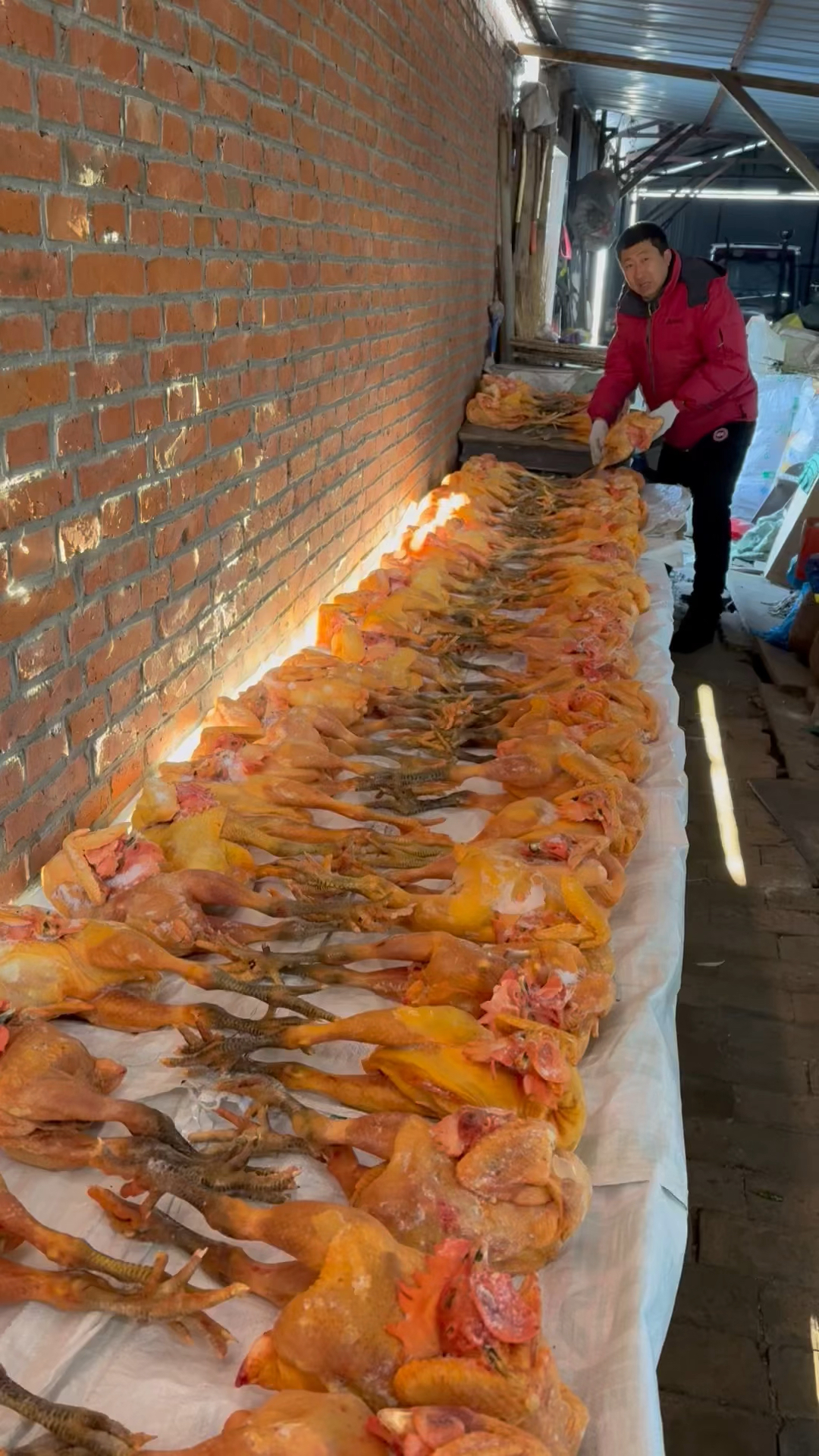 东北散养大公鸡