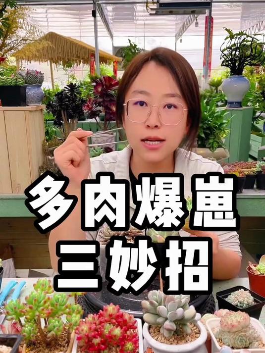 多肉爆多头的四个方法