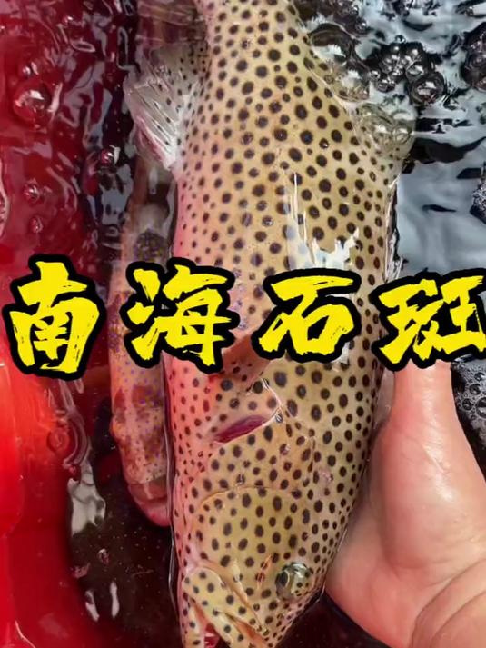 这些野生石斑鱼,有哪位朋友都尝过的举一下手