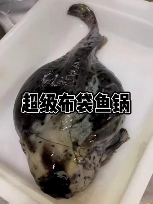 布袋鱼好吃肉质像果冻一样