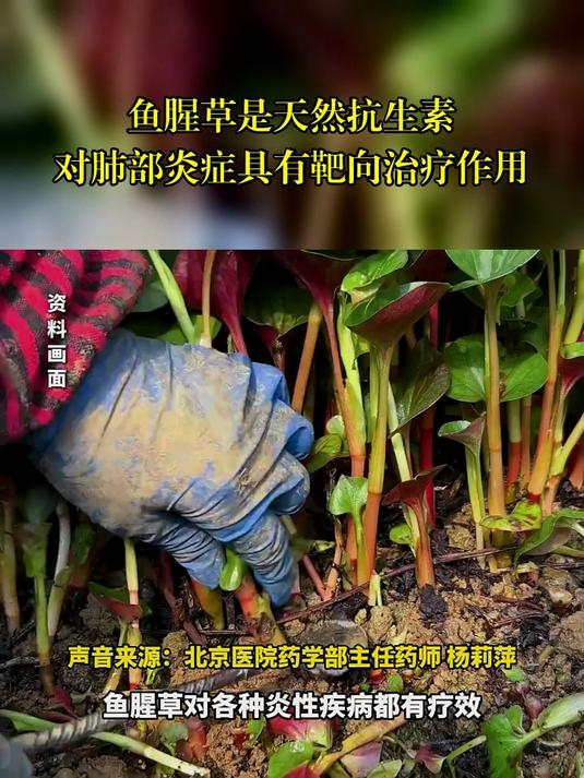 鱼腥草是天然抗生素,对肺部炎症具有靶向治疗作用!