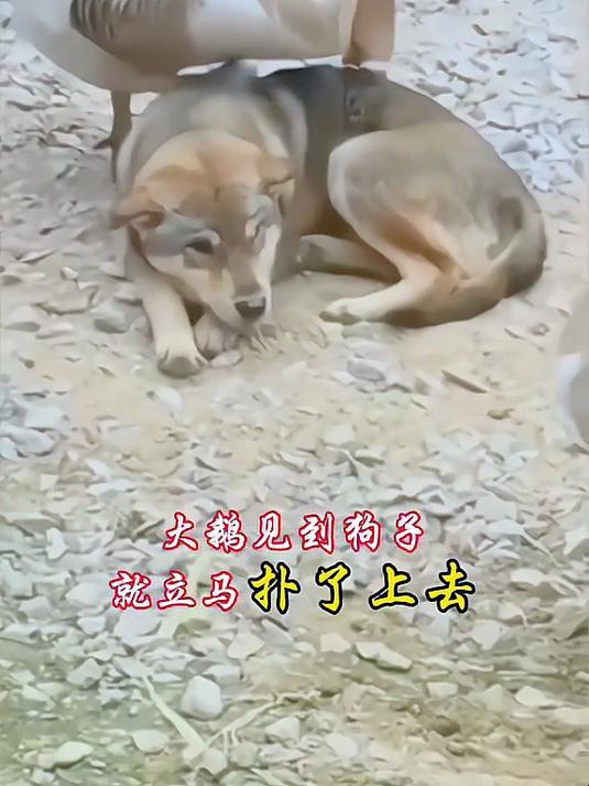 爱宠 大鹅 搞笑动物