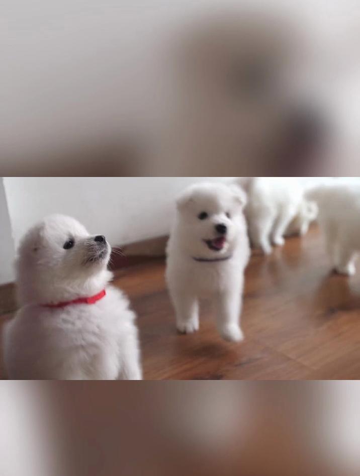 小型犬狗品种大全
