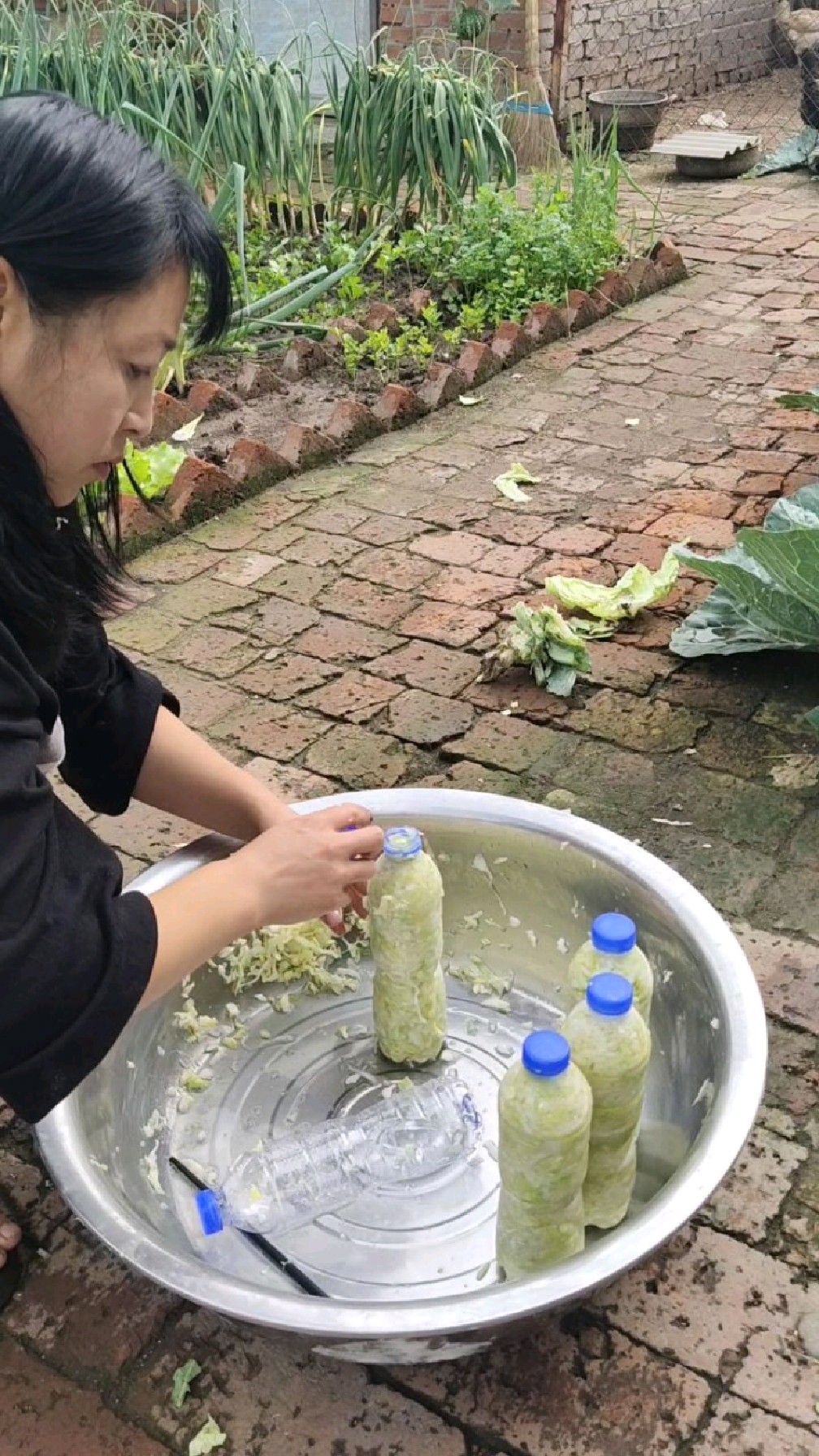 砖地种大头菜可以吃了用塑料瓶子腌点酸菜