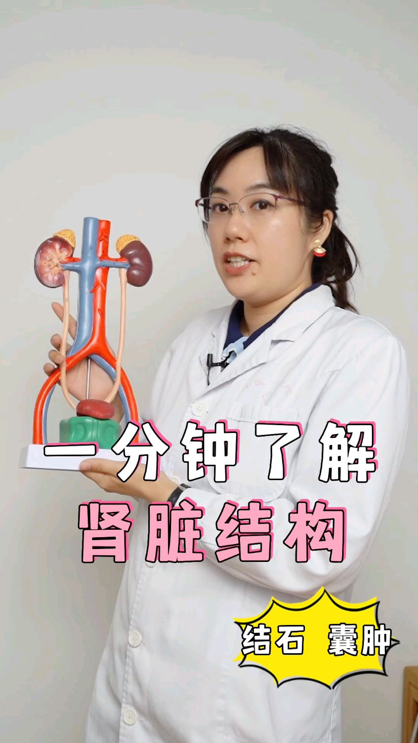 一分钟了解肾脏结构!