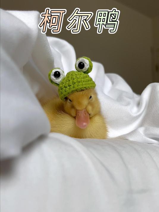 柯尔鸭:可爱才是必杀技!