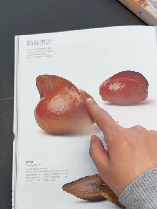 植物小百科之“奥特曼” 有一种植物长得好像奥特曼，还很像饺子