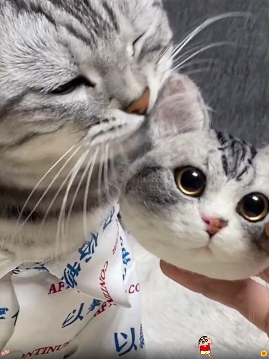 安生祝泡芙生日快乐希望安生争气点早日俘获芙芙的心 猫