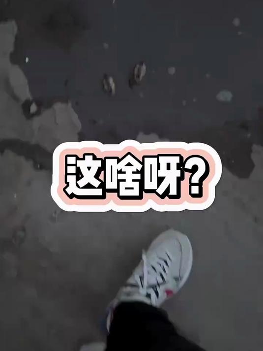 这是啥呀？是鳄鱼吗……