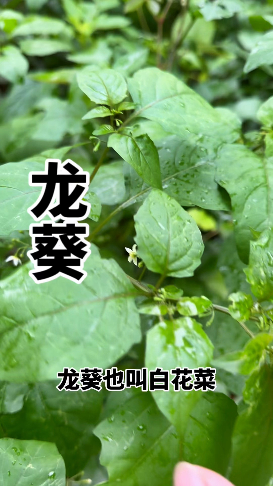 龙葵也叫白花菜,你吃过吗?